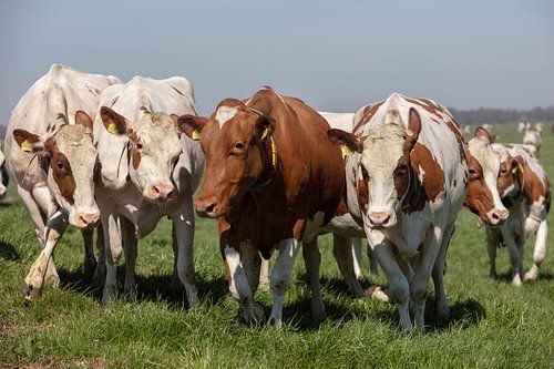 vaches laitières dans le pays
