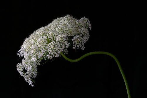 wild carrot