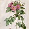 Rose sauvage, Henry Joseph Redouté - 1817 sur Het Archief