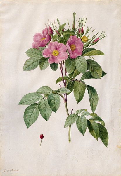 Wild rose, Henry Joseph Redouté - 1817 by Het Archief