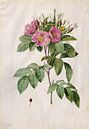 Wilde roos, Henry Joseph Redouté - 1817 von Het Archief Miniaturansicht