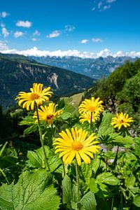 Gele bloemen in de Zwitserse Alpen van Leo Schindzielorz