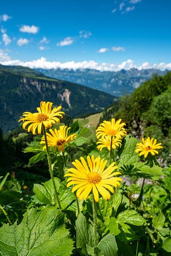 Gele bloemen in de Zwitserse Alpen