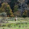 op de uitkijk staand damhert dat erg alert is op de omgeving voor bosvegetatie van Margriet Hulsker