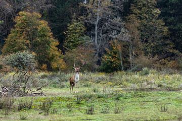 auf der Suche nach einem Damhirsch, der seine Umgebung sehr aufmerksam auf die Waldvegetation hin be