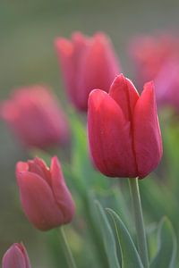 Rode tulp in close up van John Leeninga