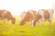 Koeien in een weiland tijdens een mistige zonsopgang van Sjoerd van der Wal Fotografie thumbnail