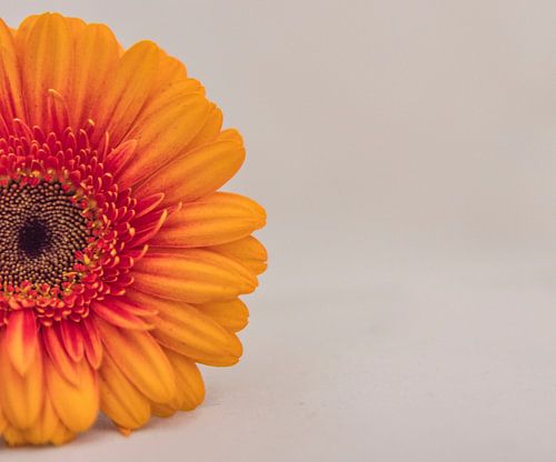gerbera