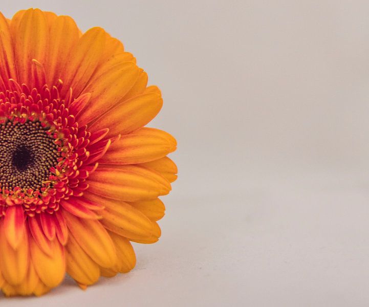 gerbera by Marian van den Boogaard