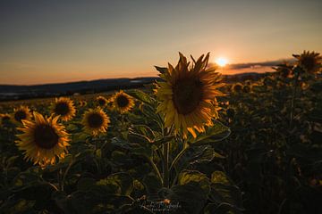 Sonnenblume von Andre Michaelis