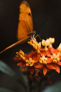 Butterfly sur Myrthe Vlasveld