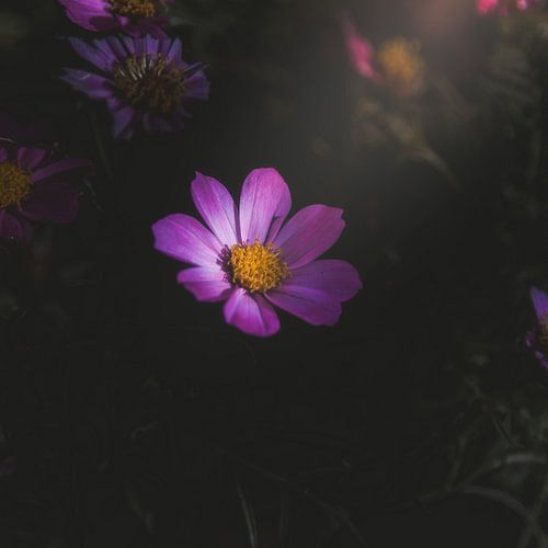 Cosmos en clair-obscur
