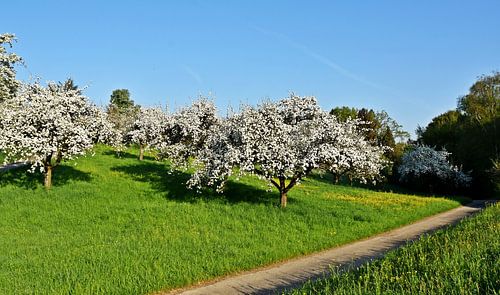 blossoming apple trees in spring apple blossom