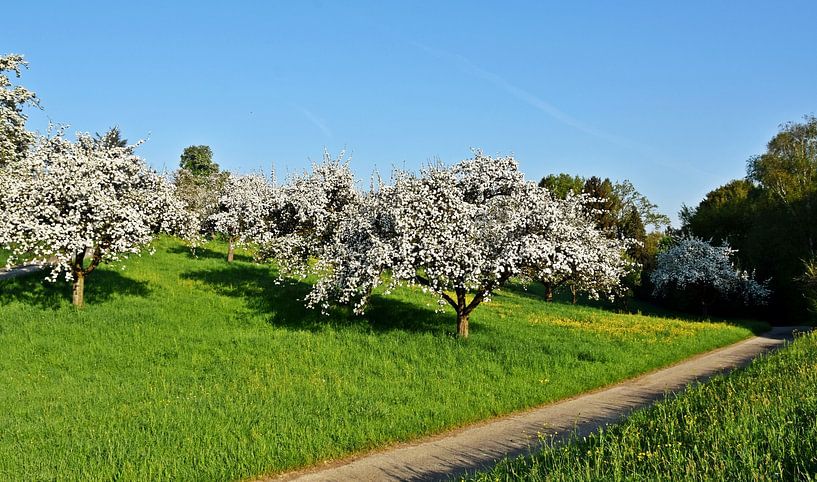 pommiers en fleurs au printemps pommiers en fleurs par Werner Lehmann