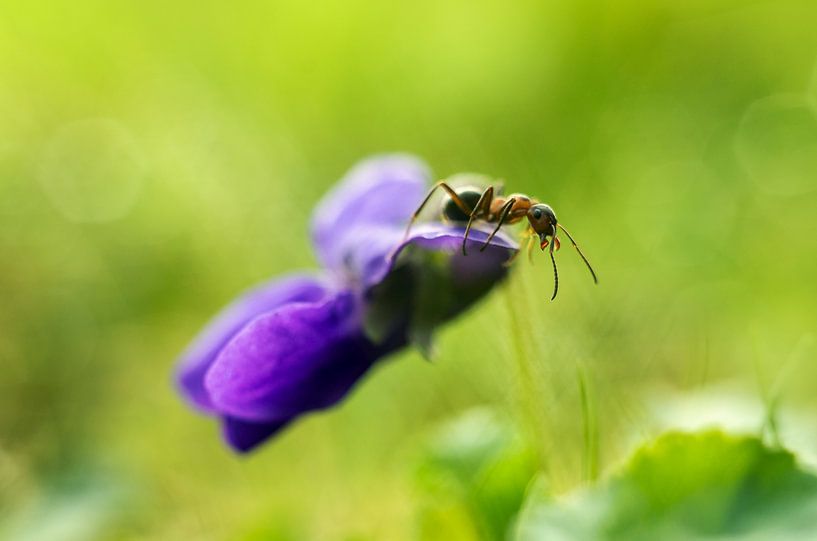 ant on marsh pansy by Margriet Louwen