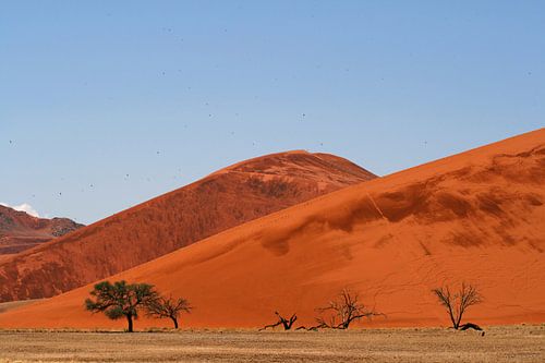 DÉSERT DE SOSSUSVLEI Namib - the desert birds