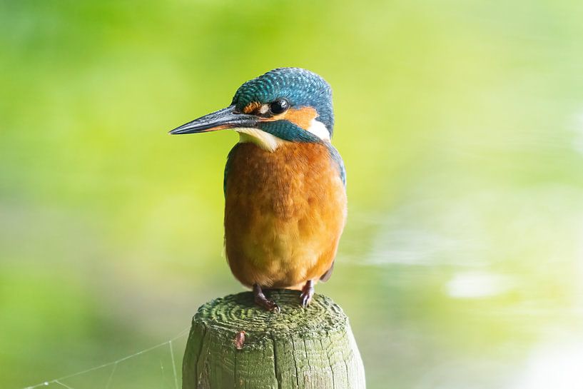 the kingfisher with its beautiful colours by Merijn Loch