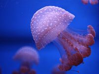 Pink Jellyfish #2