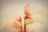 Helleborus niger