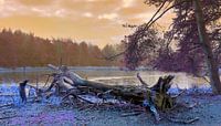 With the color camera into the moorland by Vera Laake thumbnail