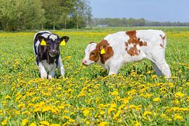 Two newborn calves in dutch flower meadow with yellow dandelions by Ben Schonewille