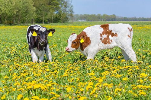 Two newborn calves in dutch flower meadow with yellow dandelions