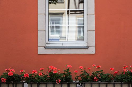 Achter de Duitse Geraniums