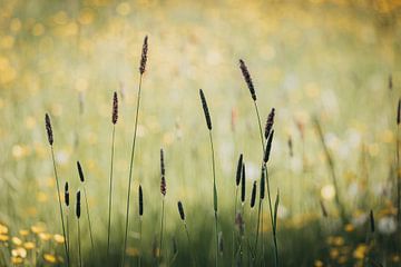 Grass spring van Hiske Boon