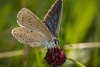 Pimpernelblauwtje op grote pimpernel