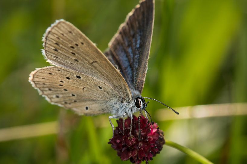 Scarce Large Blue on Great Burnet by Jaco Visser