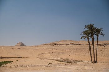 Palmen mit der Pyramide von Saqqara im Hintergrund