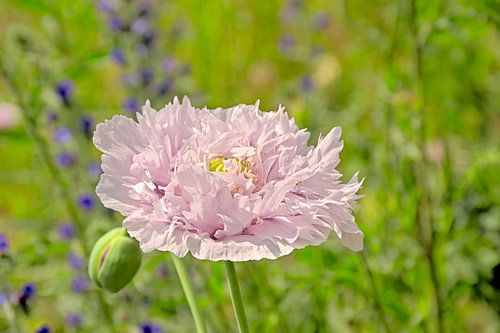 Roze bolpapaver