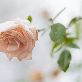 LA DERNIÈRE ROSE DE L'ÉTÉ sur Ronnie Schuringa