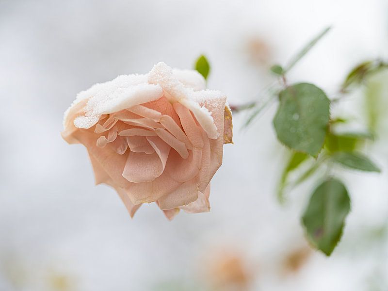 DIE LETZTE ROSE DES SOMMERS von Ronnie Schuringa