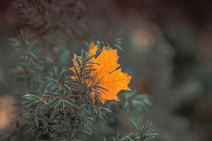 Herbst - Autumn