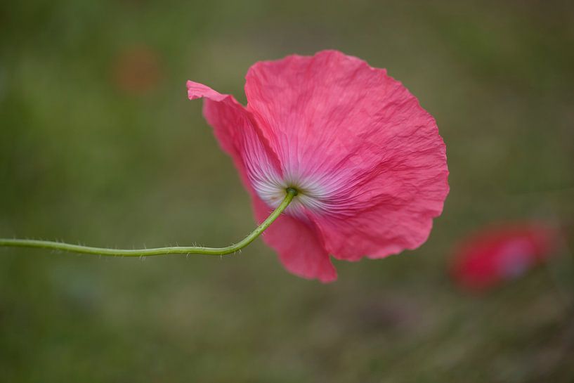 Poppy by Janny Kleijn