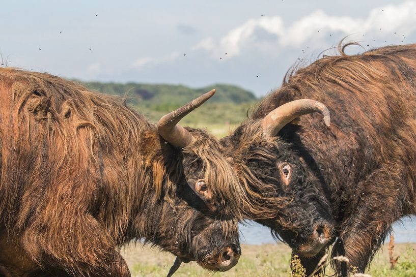 Schotse Hooglander stieren in gevecht van Anne Zwagers