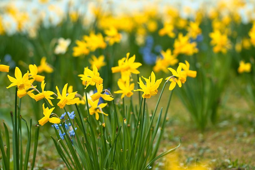 Jonquilles jaunes, jonquilles sur une prairie verte par Martin Köbsch
