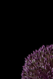 Edge of Bloom by Cindy Coenen Fine Art