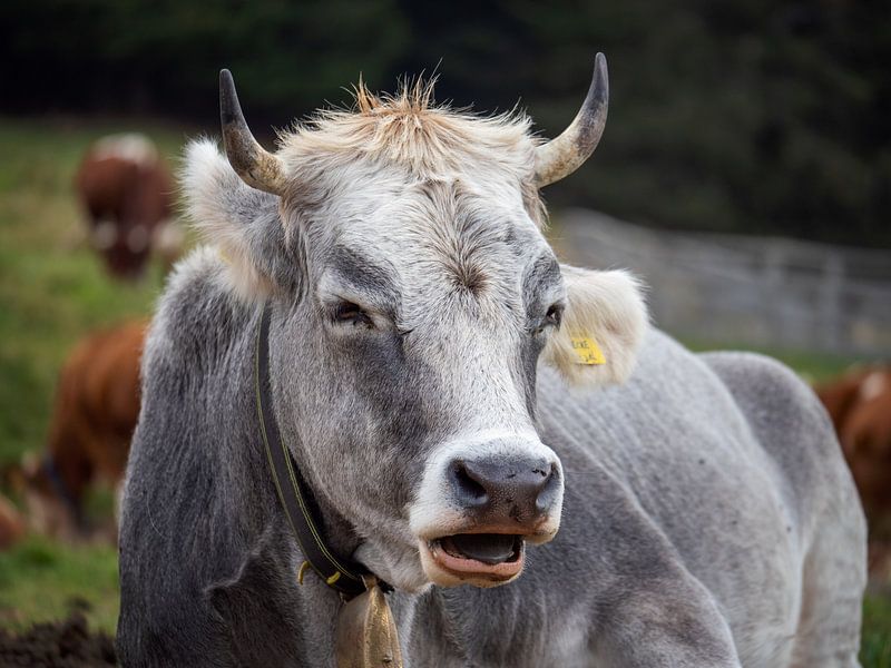 Portrait of a Cow by calvaine8