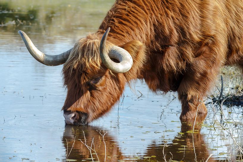 Closeup Scottish Highlander by Dennis Schaefer