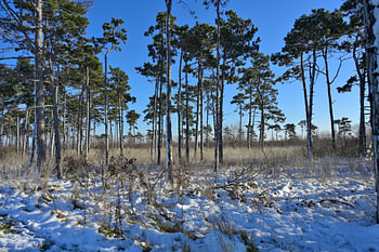 Pine trees in a snow-covered winter forest under a clear sky