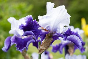 Schwertlilien, Iris barbata