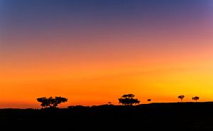 Korkeichen bei Sonnenuntergang in Portugal