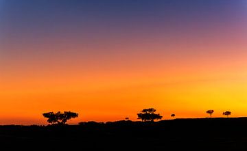 Kurkeiken bij ondergaande zon in Portugal van Adelheid Smitt