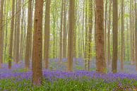 Bluebellbos met bloeiende bloemen op de bosgrond van Sjoerd van der Wal Fotografie thumbnail