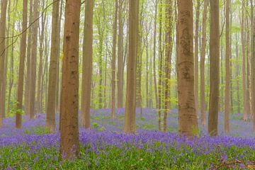 Bluebellbos met bloeiende bloemen op de bosgrond van Sjoerd van der Wal Fotografie