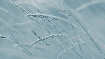 bevroren gras van P Leydekkers - van Impelen