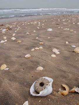 A sea of shells by Denise Mol