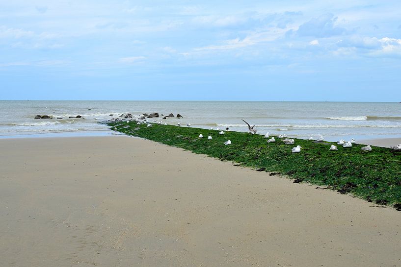 Mouettes se reposant sur un brise-lames par Lilly Wonderz